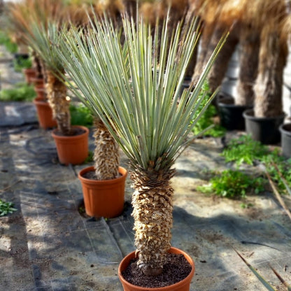 Yucca rigida