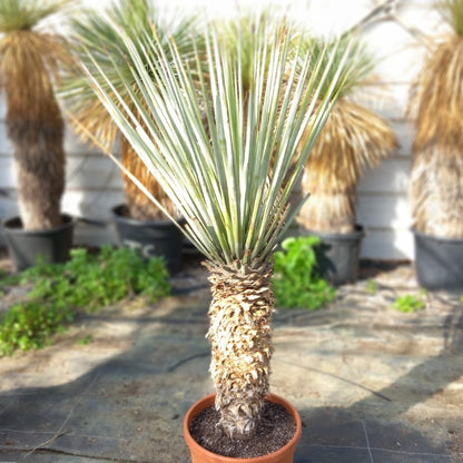 Yucca rigida