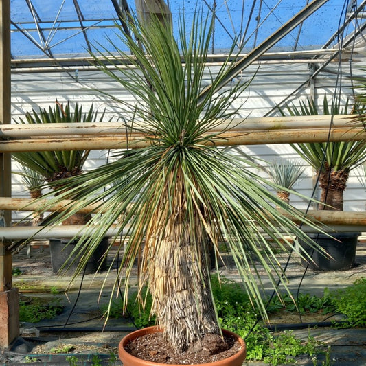 Yucca linearifolia