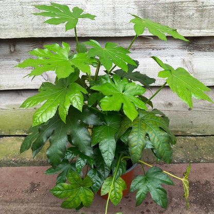 Fatsia japonica