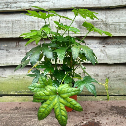 Fatsia japonica