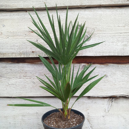 Chamaerops humilis