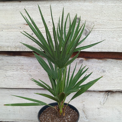 Chamaerops humilis