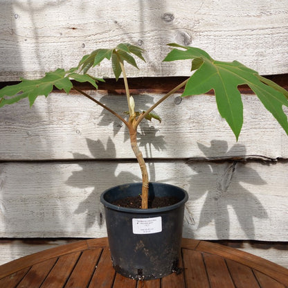 Tetrapanax papyrifera steroidal giant