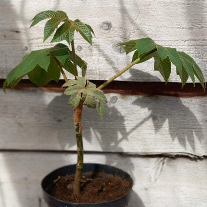 Tetrapanax papyrifera steroidal giant,