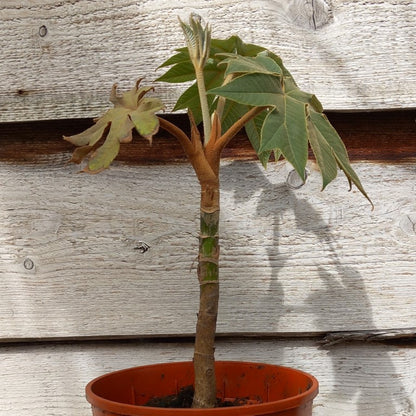 Tetrapanax papyrifera steroidal giant