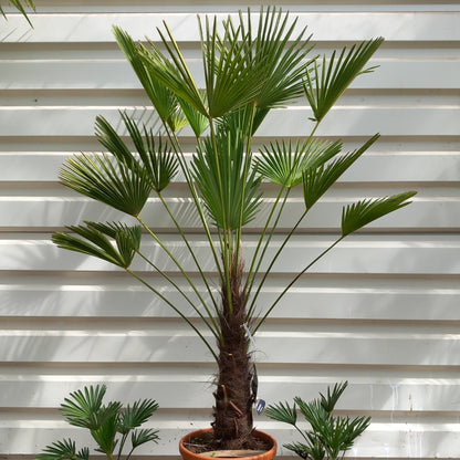 Trachycarpus wagnerianus