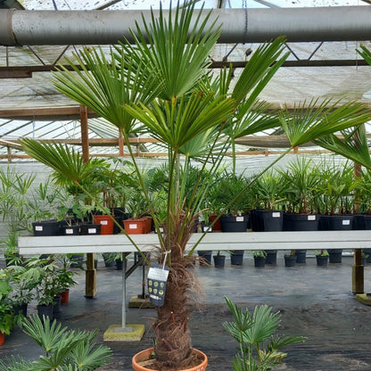 Trachycarpus wagnerianus