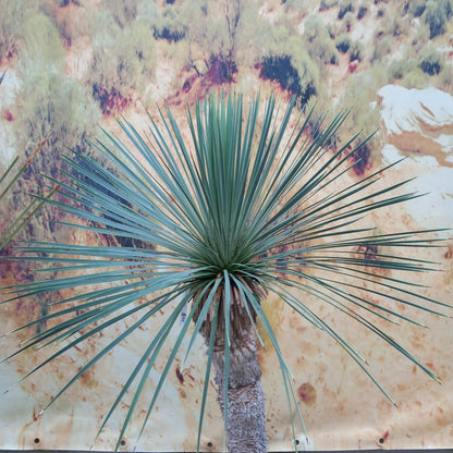 Yucca linearifolia