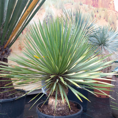 Yucca rostrata