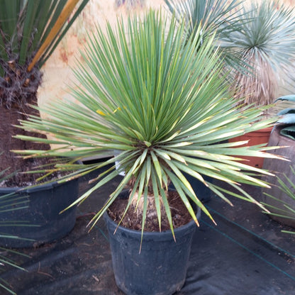 Yucca rostrata