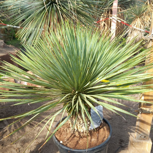 Yucca rostrata