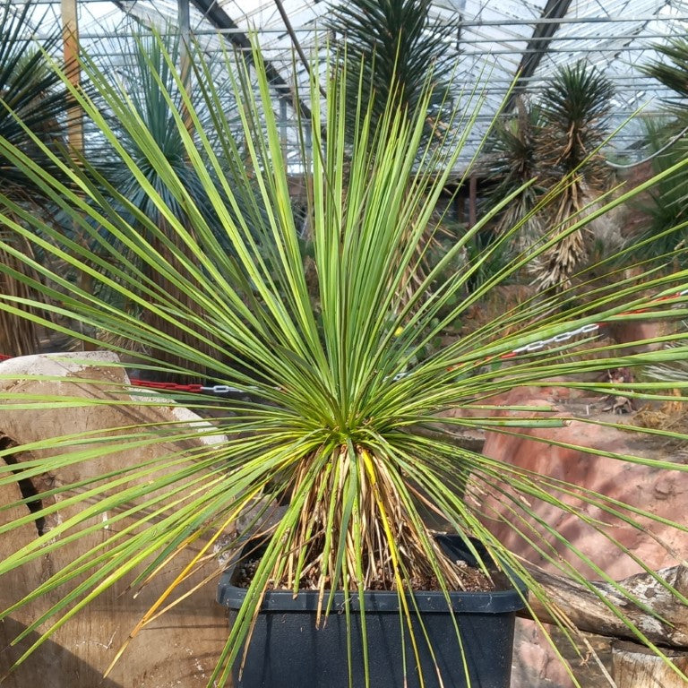 Yucca linearifolia