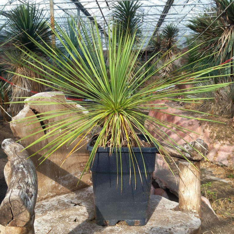 Yucca linearifolia