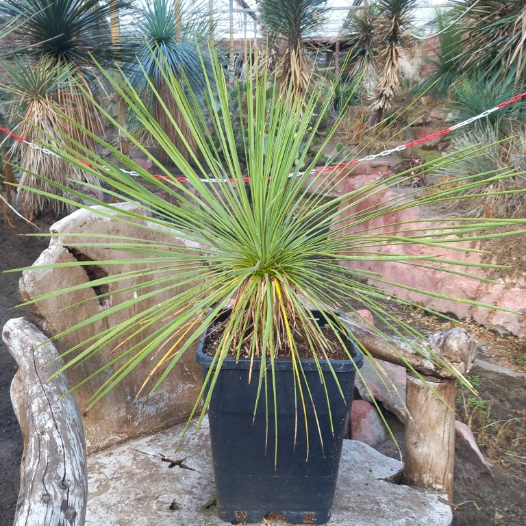 Yucca linearifolia