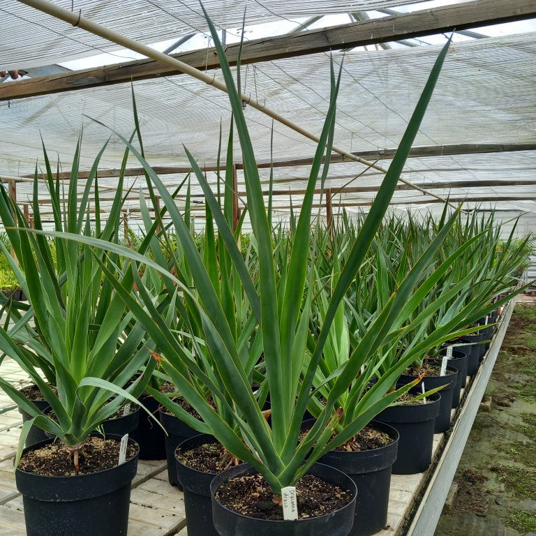 Dracaena draco