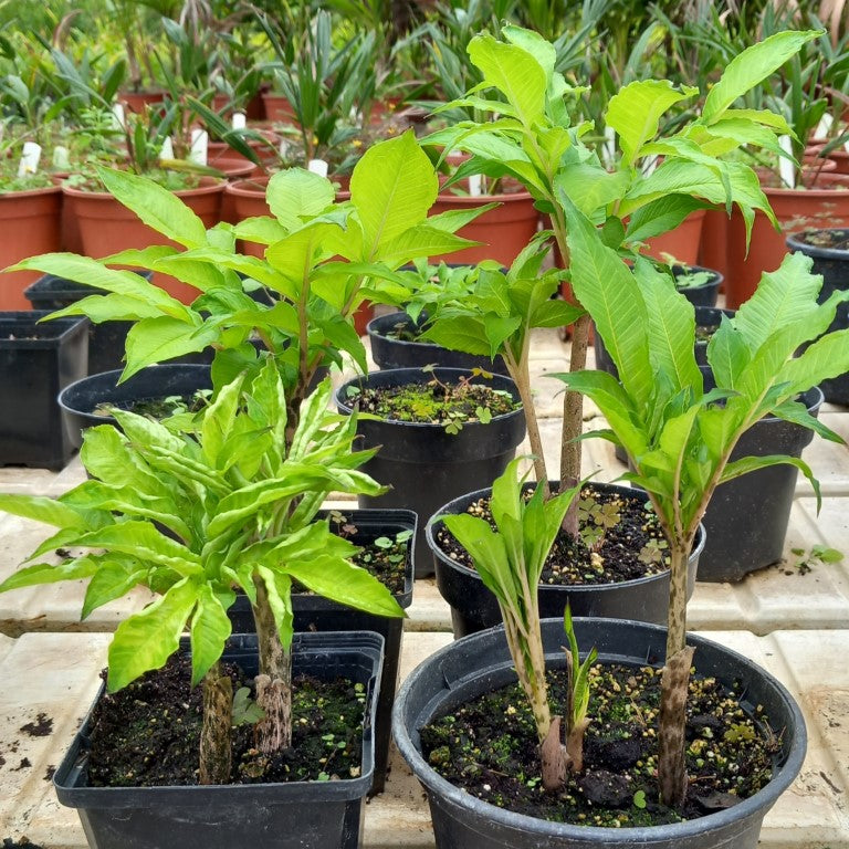 Amorphophallus konjac