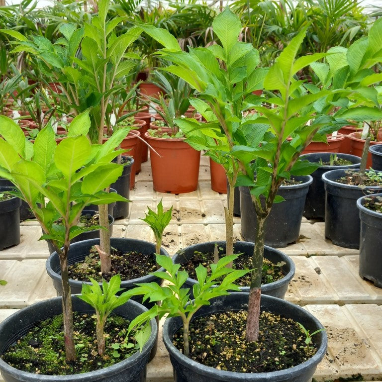 Amorphophallus konjac