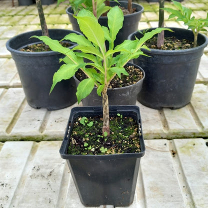 Amorphophallus konjac