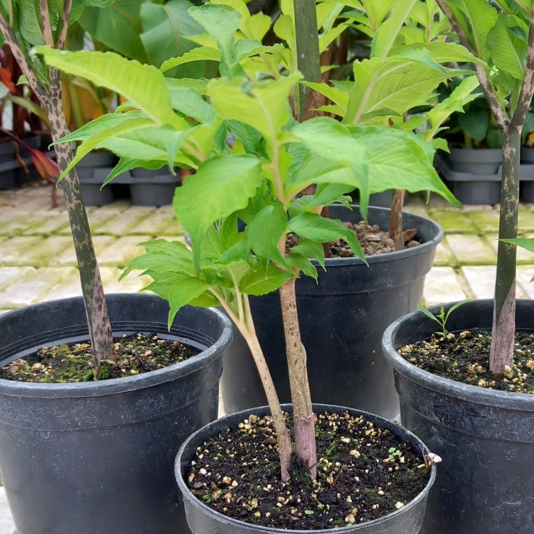 Amorphophallus konjac