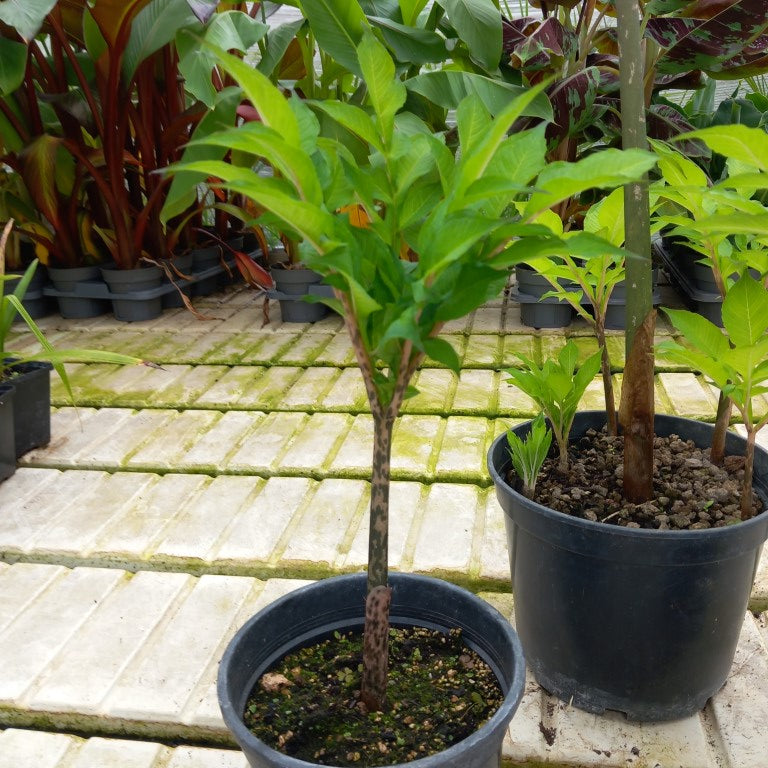 Amorphophallus konjac