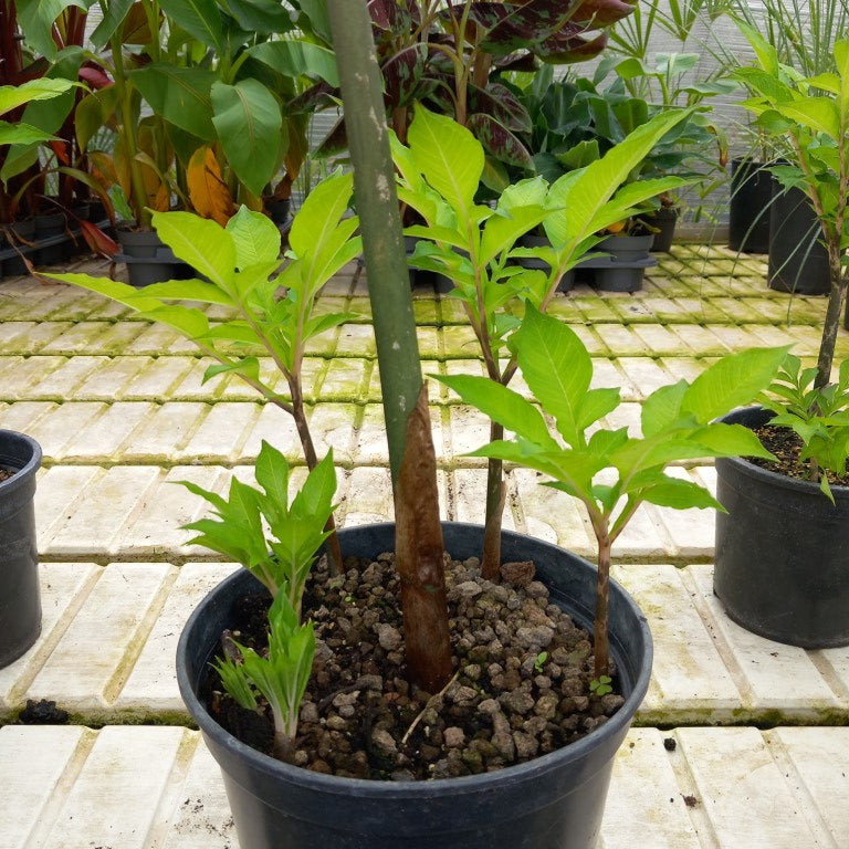 Amorphophallus konjac