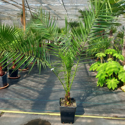 Phoenix canariensis