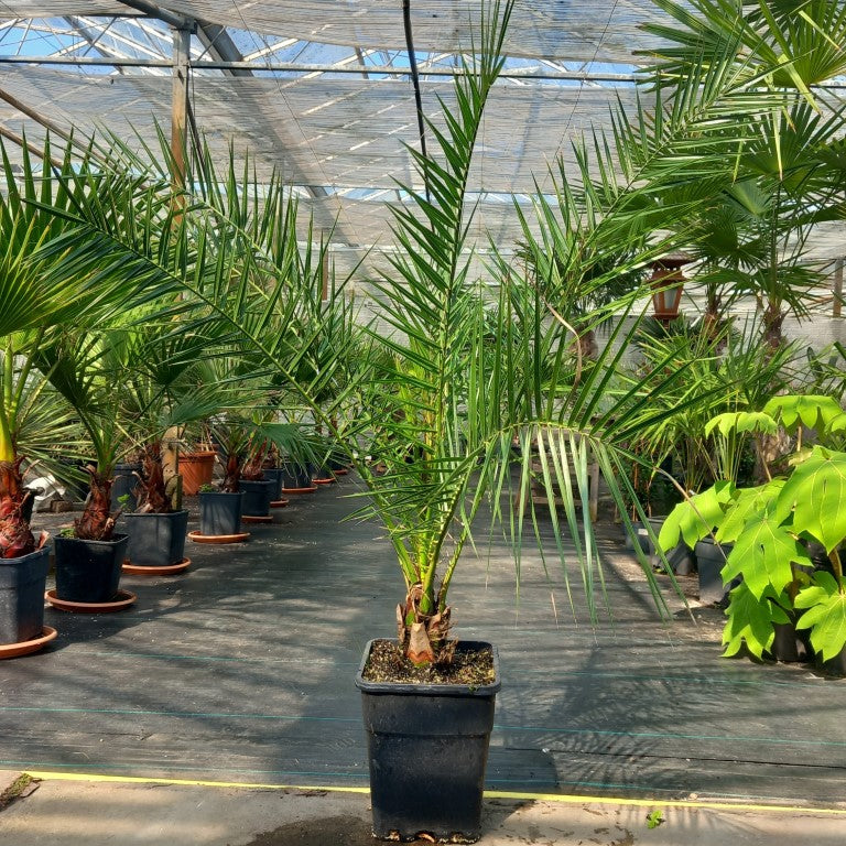 Phoenix canariensis