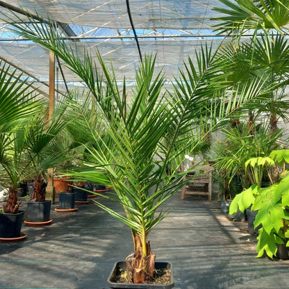 Phoenix canariensis