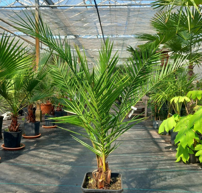 Phoenix canariensis