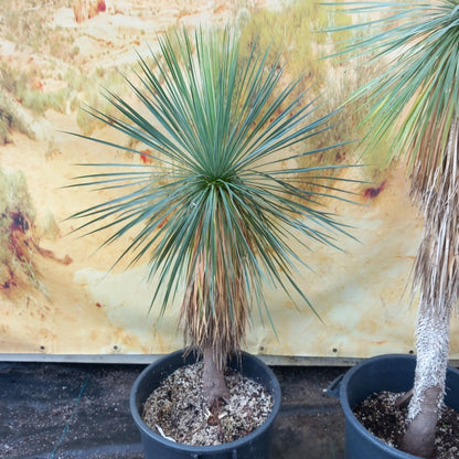 Yucca linearifolia