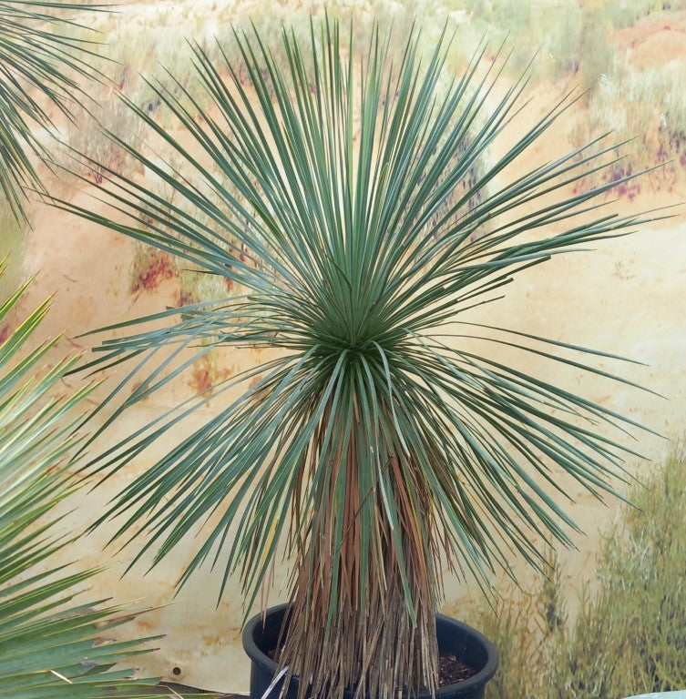 Yucca linearifolia