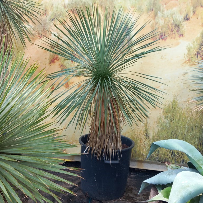 Yucca linearifolia