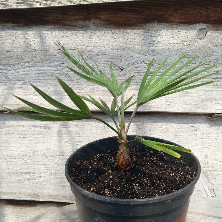 Trachycarpus princeps