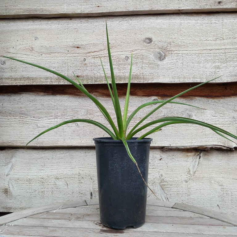 Yucca declinata