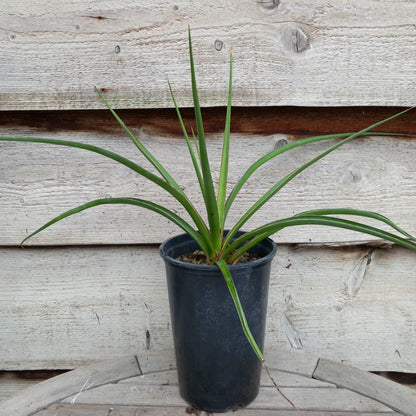 Yucca declinata