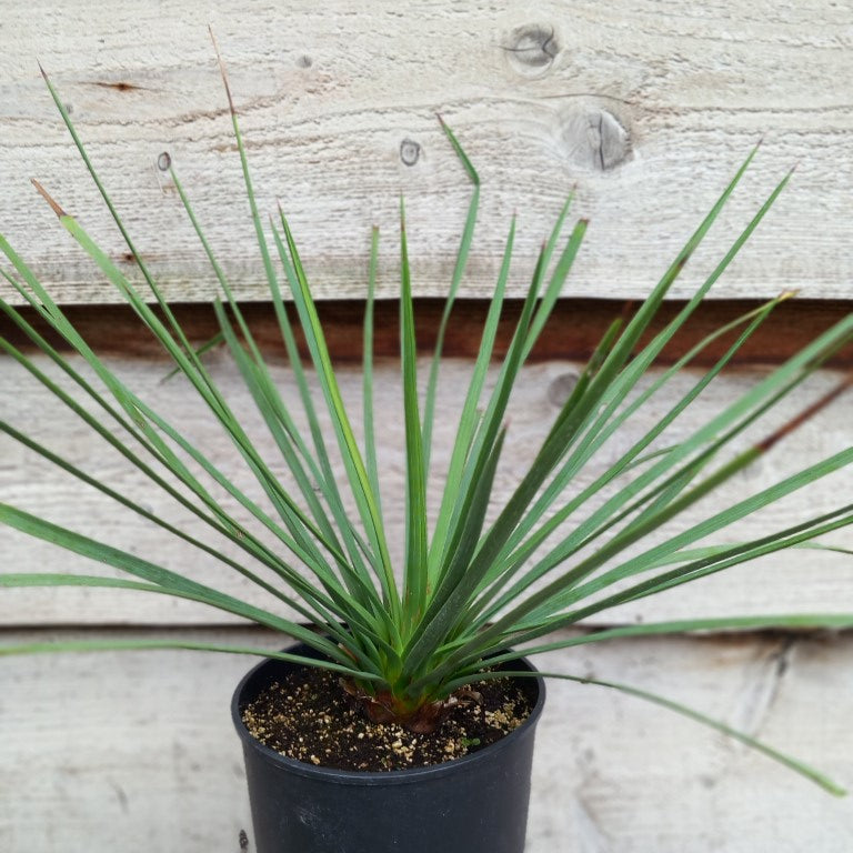 Yucca peninsularis