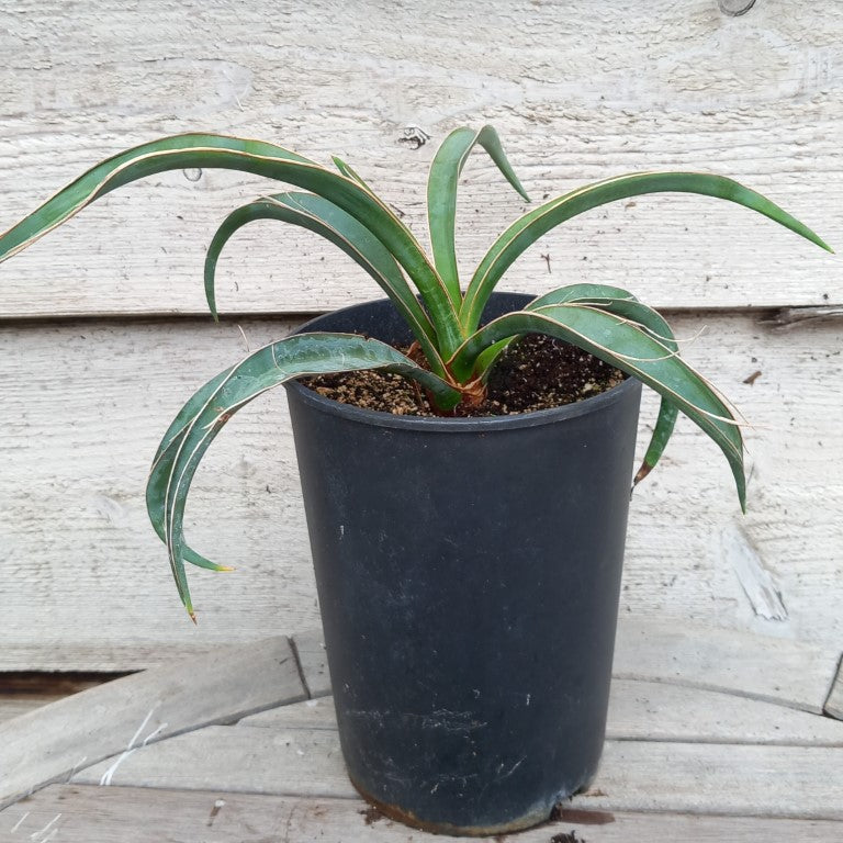 Yucca baccata