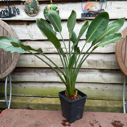 Strelitzia reginae