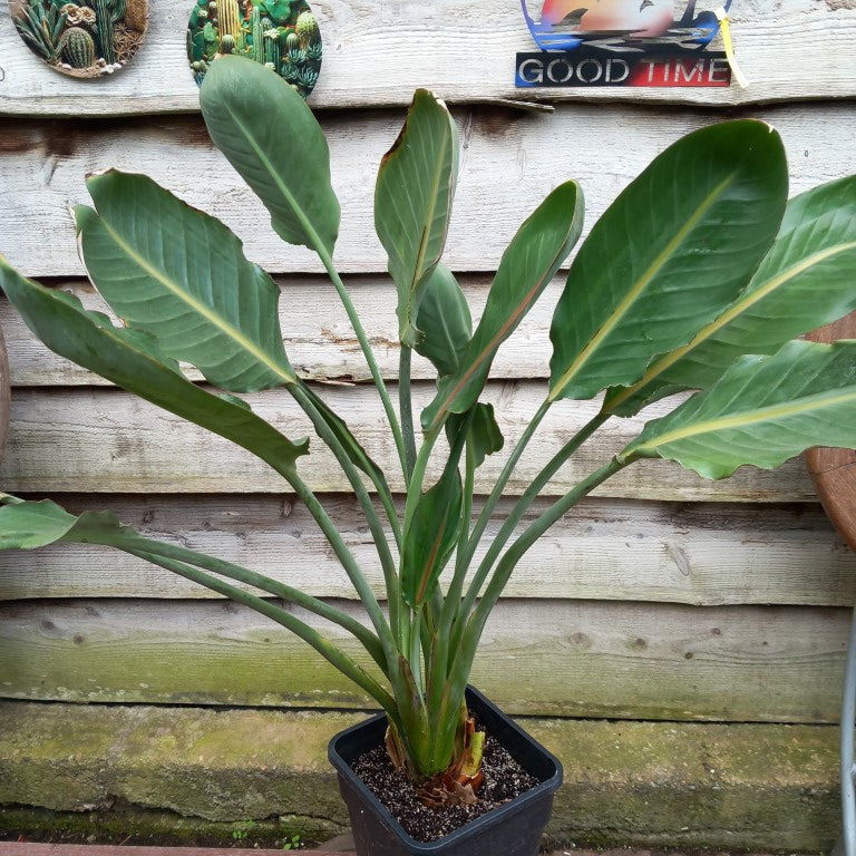 Strelitzia reginae