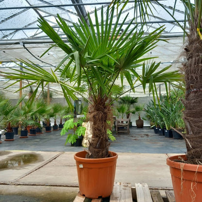 Trachycarpus fortunei