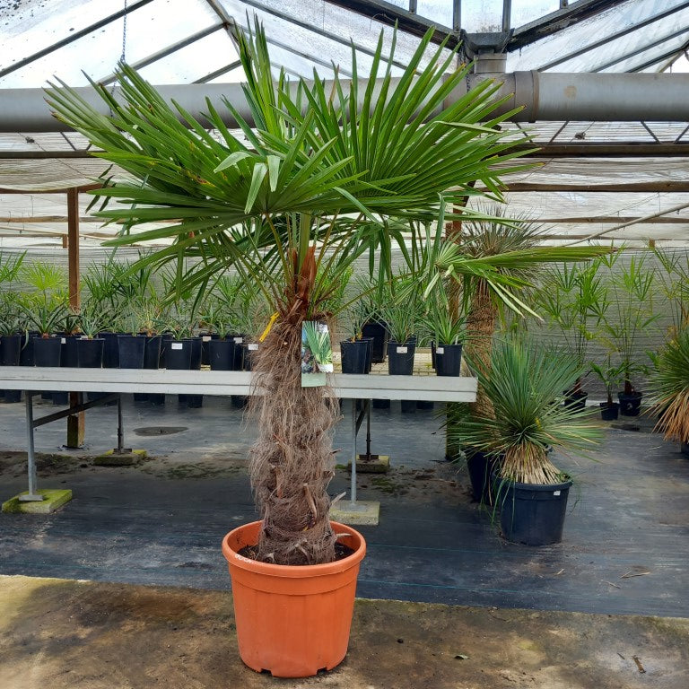 Trachycarpus fortunei