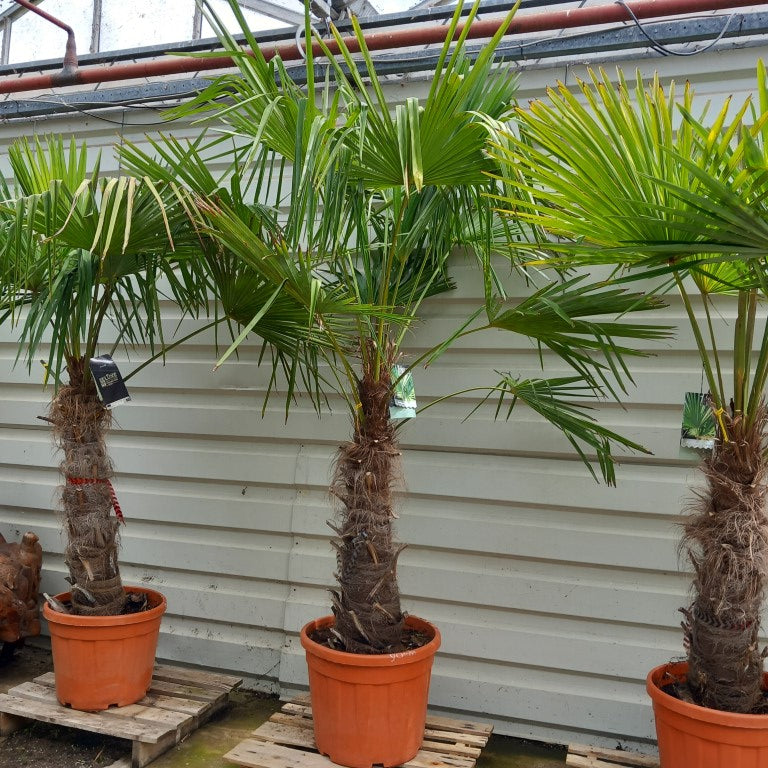 Trachycarpus fortunei