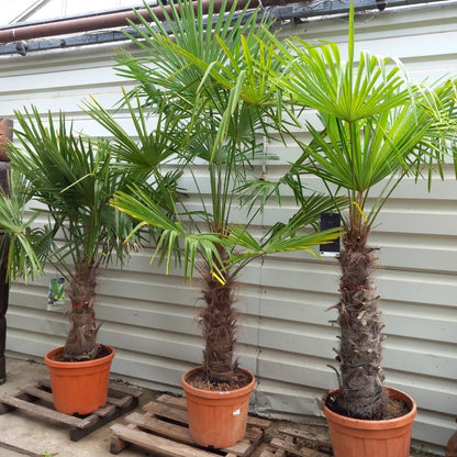 Trachycarpus fortunei