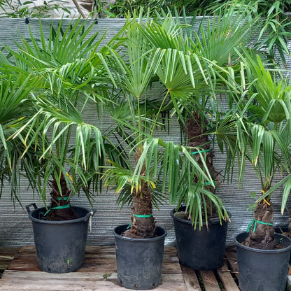 Trachycarpus fortunei