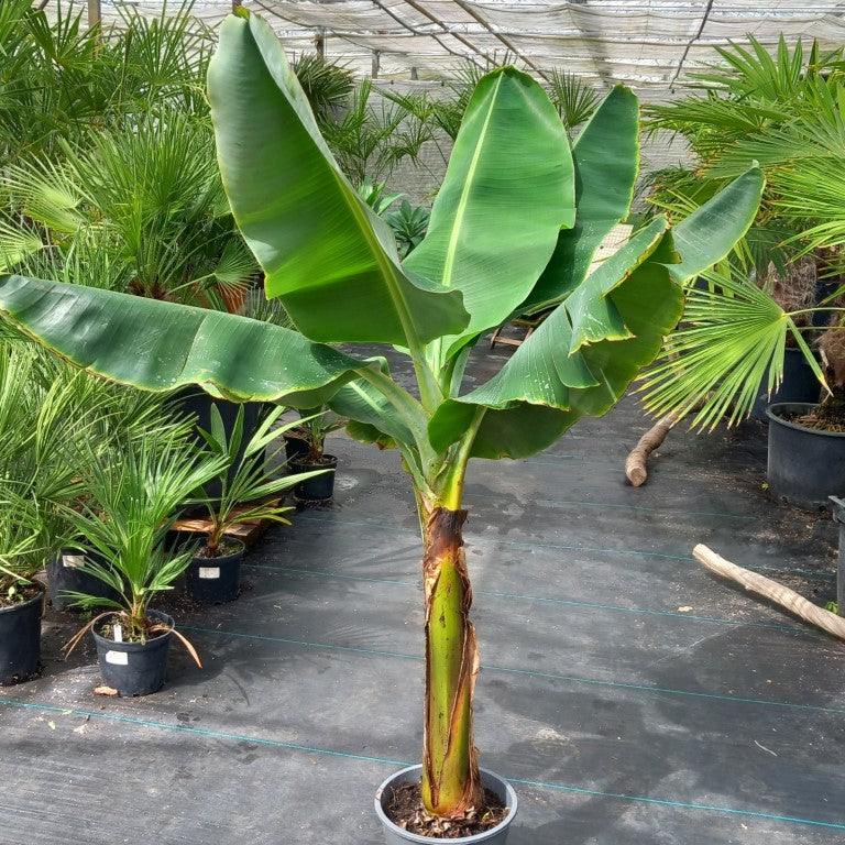 Musa acuminata dwarf cavendish