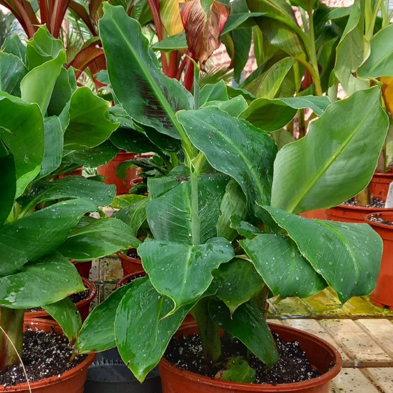 Musa acuminata dwarf cavendish