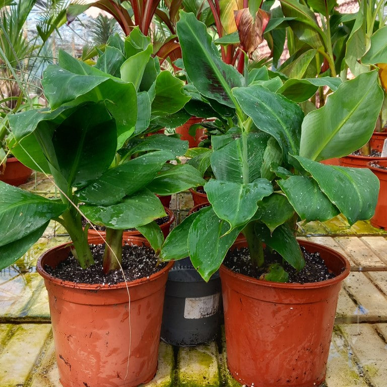 Musa acuminata dwarf cavendish