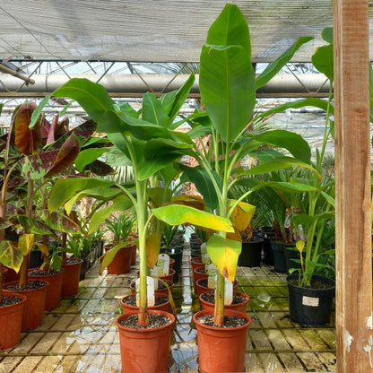 Musa chiliocarpa, total 100-110 cm, 2 ltr. pot