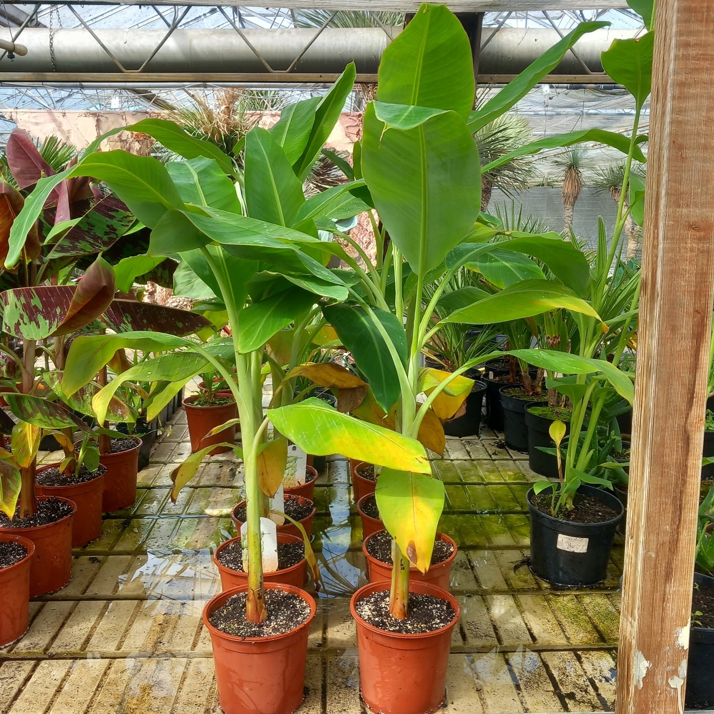 Musa chiliocarpa, total 100-110 cm, 2 ltr. pot